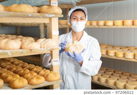 Female cheesemaker in protective mask checks the quality of the cheese. Numbers on white pieces of paper are date when cheese was put into ripening chamber Female cheesemaker in protective mask checks the quality of the cheese. Numbers on white pieces of paper are date when cheese was put into ripening chamber 97206022