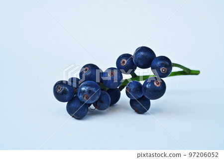 黑丁香果（冬季，十二月） 97206052