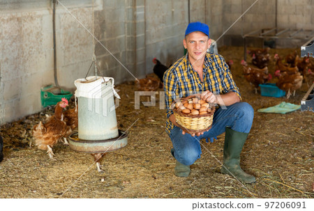Smiling farmer collecting fresh chicken eggs in henhouse 97206091