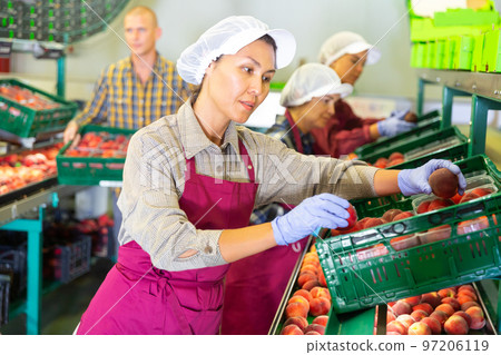 Woman sorts fresh peaches on fruit packing line 97206119