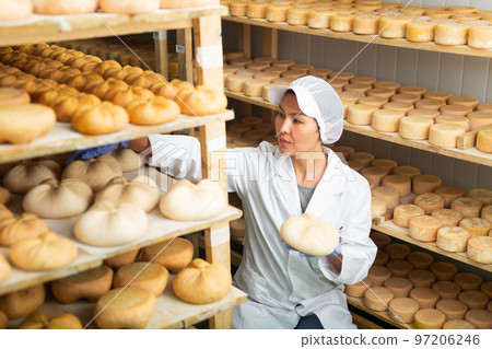 Woman in white uniform examining quality of cheese in ripening room Woman in white uniform examining quality of cheese in ripening room 97206246