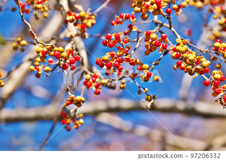 黃色和紅色刺果(種子)(冬季,12 月) 黃色和紅色刺果(種子)(冬季,12 月) 97206332