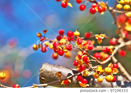 黃色和紅色刺果（種子）（冬季，12 月） 97206333