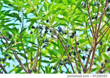 Winter holton tree fruit (winter, December) Winter holton tree fruit (winter, December) 97206565