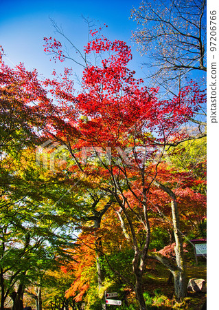 Autumn leaves - Nishiyama Park 97206766
