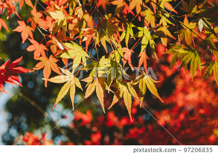 Colored autumn leaves Transmitted light and blurred background b-4 film style 97206835