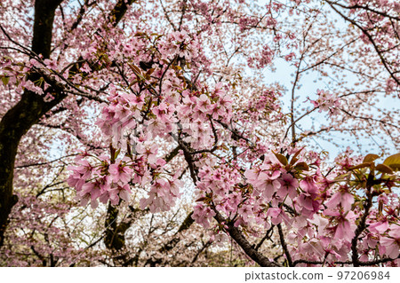 小櫻，小櫻在我身邊 97206984