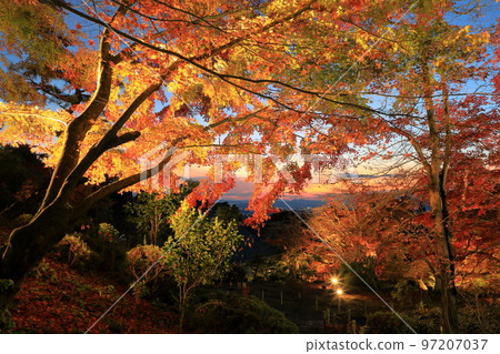Illumination of maple trees in autumn colors (Kakujiji garden observatory) Illumination of maple trees in autumn colors (Kakujiji garden observatory) 97207037