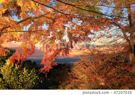 Illumination of sunset and maples 97207038