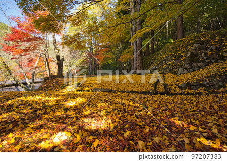 Autumn Leaves - Takeshugaike Pond Autumn Leaves - Takeshugaike Pond 97207383