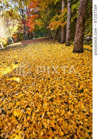 Autumn Leaves - Takeshugaike Pond Autumn Leaves - Takeshugaike Pond 97207384