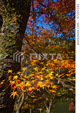 Autumn Leaves - Takeshugaike Pond Autumn Leaves - Takeshugaike Pond 97207385