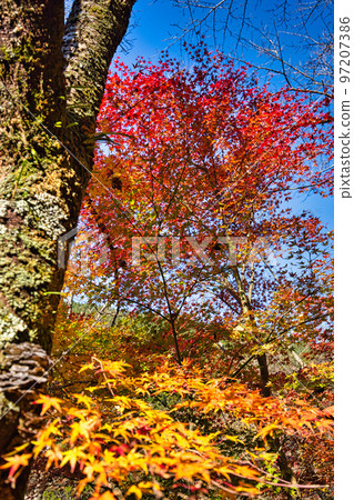 Autumn Leaves - Takeshugaike Pond Autumn Leaves - Takeshugaike Pond 97207386