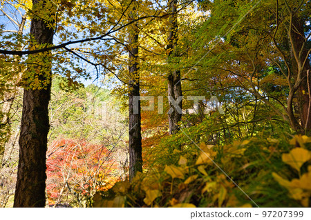 Autumn Leaves - Takeshugaike Pond 97207399