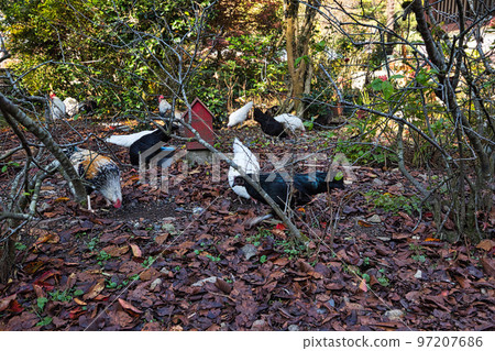 紅葉 - 西雲寺 97207686