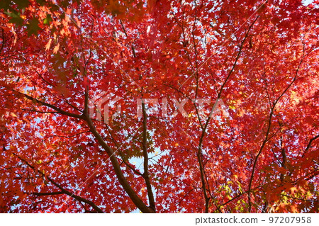 鮮紅楓、京都和束 97207958