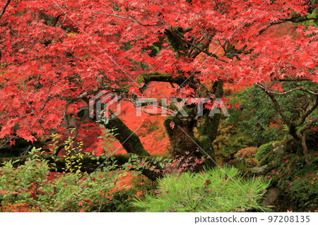 紅燒紅的楓葉(金剛林寺風景區) 紅燒紅的楓葉(金剛林寺風景區) 97208135