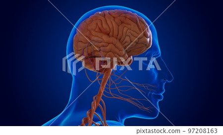 The nervous system includes the brain, spinal cord, and a complex network of nerves 3D 97208163