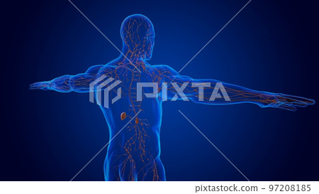 Human damage lymph nodes anatomy for medical concept 3D Human damage lymph nodes anatomy for medical concept 3D 97208185