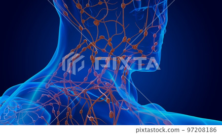 Human damage lymph nodes anatomy for medical concept 3D 97208186