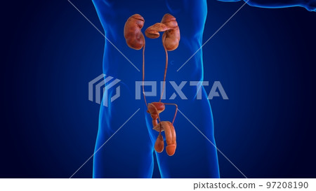 Damaged male reproductive system with kidney organ anatomy for medical concept 3D 97208190