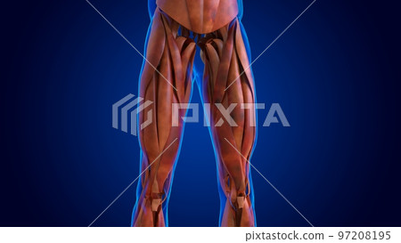 human damage muscle anatomy for medical concept 3D 97208195