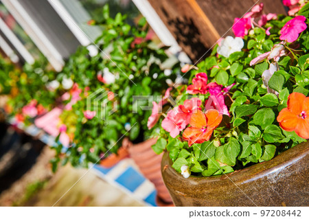 Detail of flowers in rustic garden pots on shelf 97208442