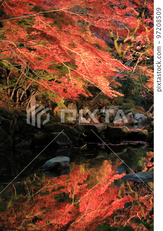 映照在池塘中的楓葉(金剛林寺庭園) 映照在池塘中的楓葉(金剛林寺庭園) 97208509
