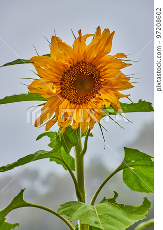 Vertical detail of sunflower plant against foggy background Vertical detail of sunflower plant against foggy background 97208602