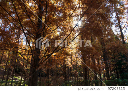 秋天的水杉森林（香川縣三木町） 97208815
