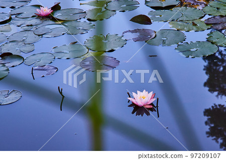 View of small pink lily flower through grasses on pond covered in lily pads View of small pink lily flower through grasses on pond covered in lily pads 97209107