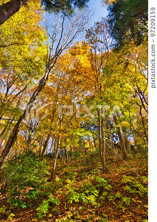 Autumn leaves - Mt. Ochichi Autumn leaves - Mt. Ochichi 97209159