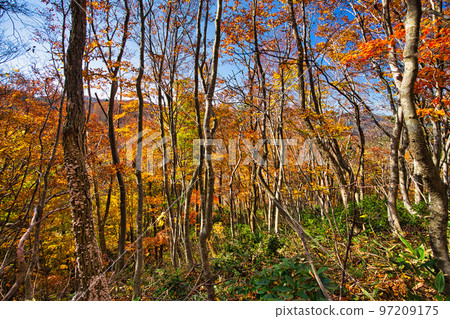 Autumn leaves - Mt. Ochichi Autumn leaves - Mt. Ochichi 97209175