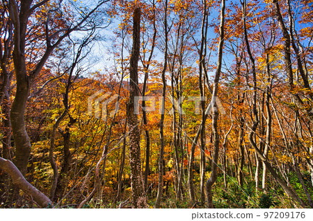 Autumn leaves - Mt. Ochichi Autumn leaves - Mt. Ochichi 97209176