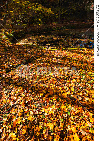 Autumn leaves - Mt. Ochichi 97209272