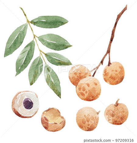 Beautiful stock clip art illustration with hand drawn watercolor tasty longan fruit. Healthy vegan food. Beautiful stock clip art illustration with hand drawn watercolor tasty longan fruit. Healthy vegan food. 97209316