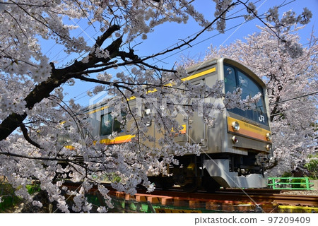櫻花盛開時運行的205系列南部線 97209409