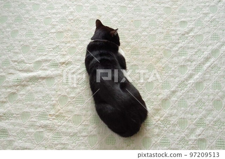Cat's back 97209513