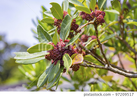 Bayberry flower 97209517