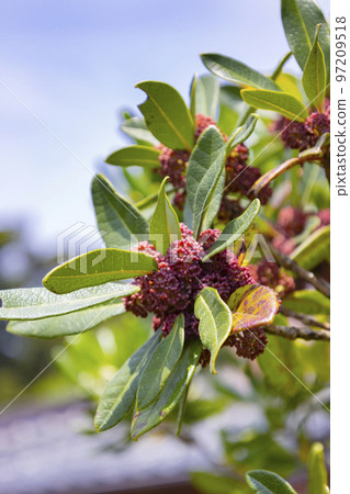 Bayberry flower Bayberry flower 97209518