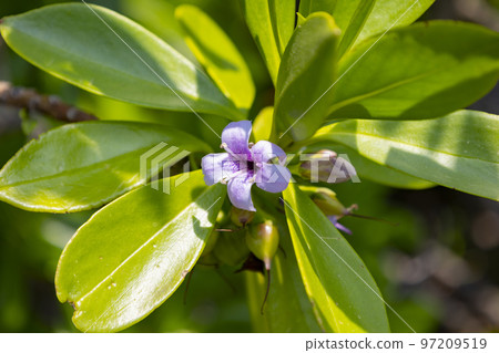 Hamagincho flowers blooming on Fukue Island Hamagincho flowers blooming on Fukue Island 97209519