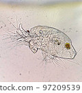 Photomicrograph of Daphnia 97209539