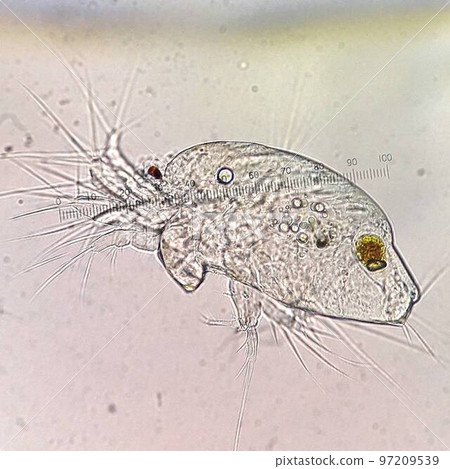 Photomicrograph of Daphnia 97209539