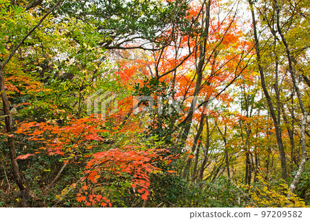 Autumn leaves - Mt. Mitoko Autumn leaves - Mt. Mitoko 97209582