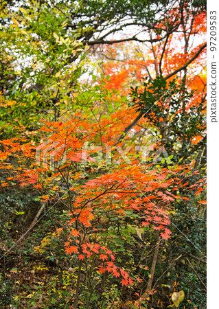 紅葉 - 三歲山 97209583