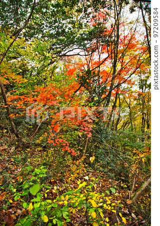 紅葉 - 三歲山 紅葉 - 三歲山 97209584