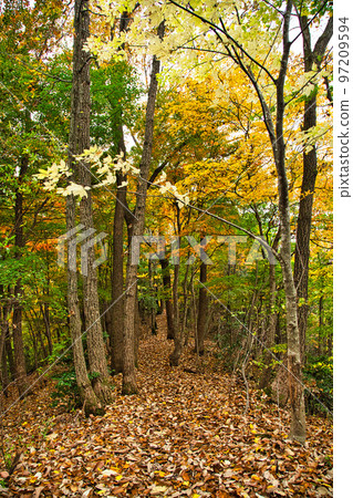 Autumn leaves - Mt. Mitoko 97209594