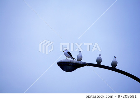 black-tailed gull hangout 97209681