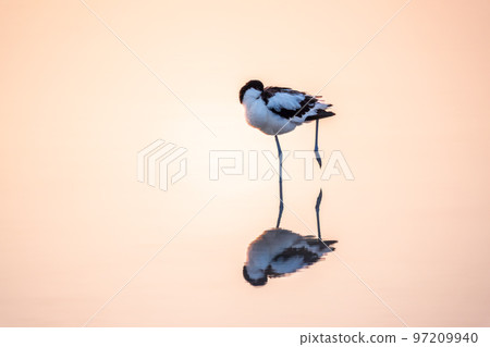 Water bird pied avocet, Recurvirostra avosetta, standing in the water in pink sunset light. The pied avocet is a large black and white wader with long, upturned beak Water bird pied avocet, Recurvirostra avosetta, standing in the water in pink sunset light. The pied avocet is a large black and white wader with long, upturned beak 97209940