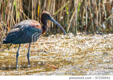 The glossy ibis, latin name Plegadis falcinellus, searching for food in the shallow lagoon. 97209942